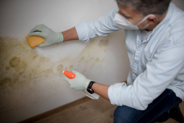 Best Certified Mold Removal  in Wichita, KS