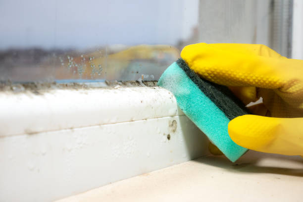 Best Same-Day Mold Removal  in Wichita, KS