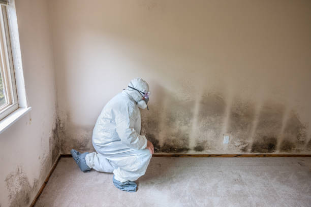 Professional Mold Removal in Wichita, KS