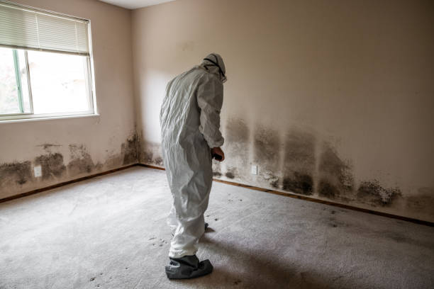 Best Attic Mold Removal  in Wichita, KS