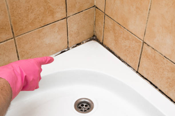 Best Fast Mold Removal  in Wichita, KS