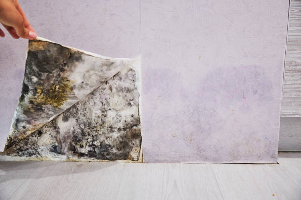 Best Commercial Mold Removal  in Wichita, KS
